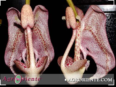 Orqu�deas - Coryanthes macrocorys
